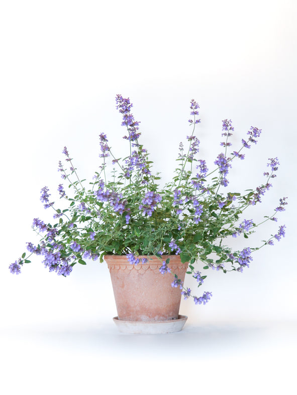 Catmint